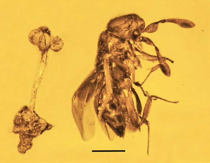Bunga dan tawon parasit dalam damar Dominika. Bilah skala &ndash; 0,6 mm.
