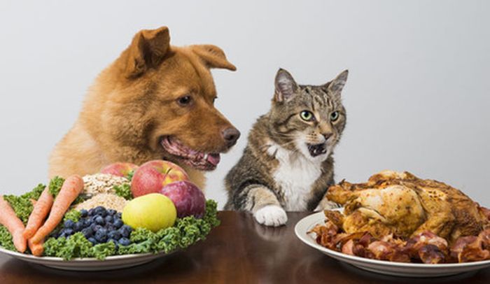 Kucing sejatinya ada karnivora dan anjing adalah hewan omnivora dengan bias karnivora.