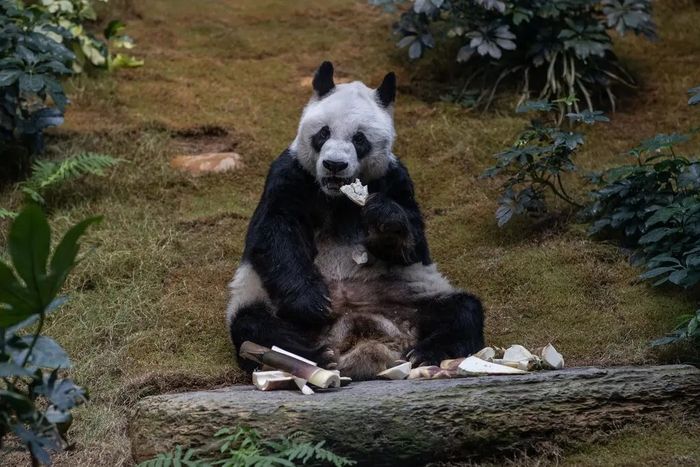 An di Ocean Park di Hong Kong pada tahun 2020. Dalam beberapa pekan terakhir, dia menolak makanan padat.
