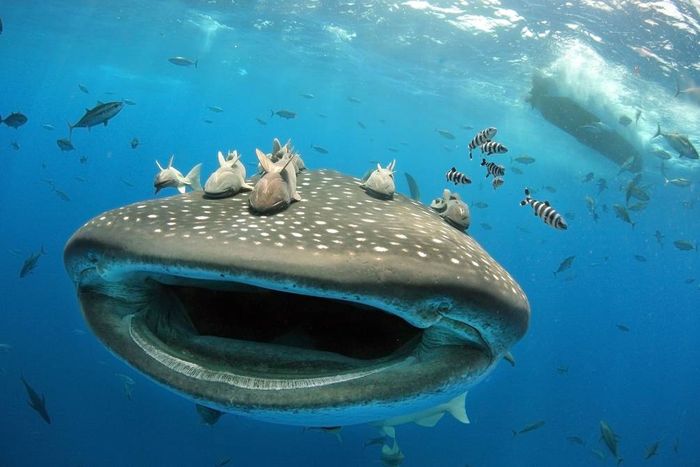 Hiu paus (Rhincodon typus) adalah spesies ikan terbesar yang diketahui masih ada.