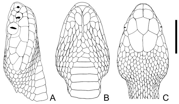 Detail kepala holotipe Gloydius lateralis sp.