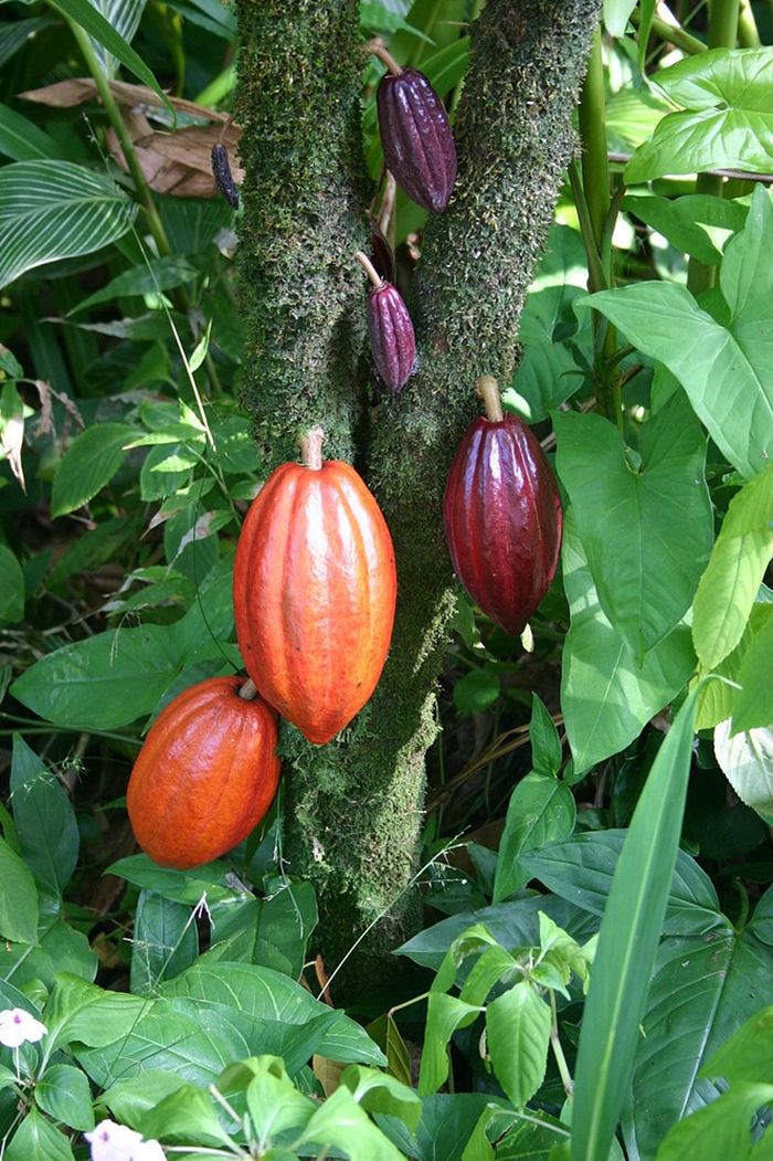 Pohon kakao dengan polong buah dalam berbagai tahap pematangan. Diambil di Big Island (Hawaii) di kebun raya.