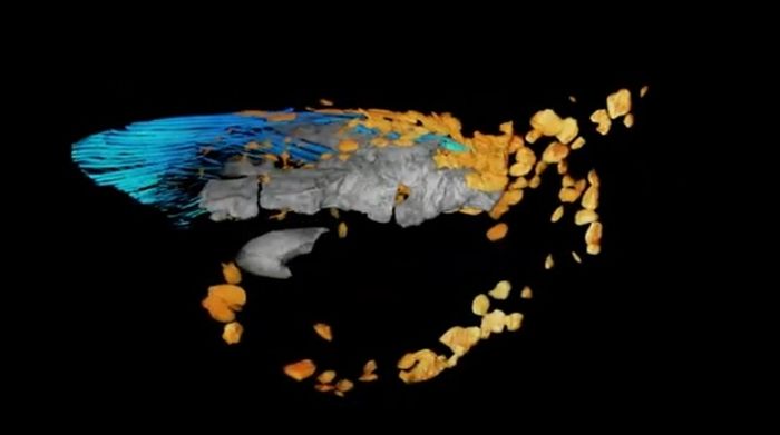 CT scan sirip dada Qikiqtania tertanam di batu.
