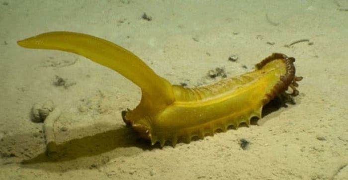 Psychropotes dyscrita, dijuluki tupai bergetah, adalah sejenis teripang yang ditemukan di laut dalam.