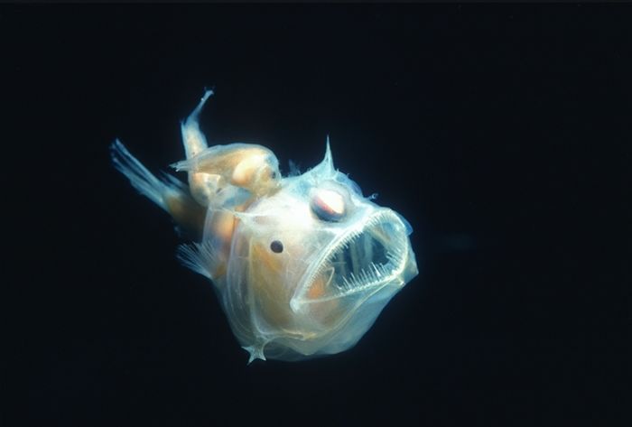Anglerfish memiliki tongkat yang menonjol dari kepalanya yang memancarkan cahaya dan menarik mangsa.