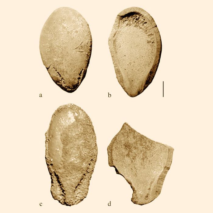 Biji Citrullus dari Uan Muhuggiag, Libya.