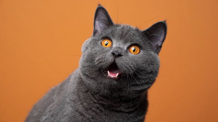 Kucing liar pertama yang didomestikasi mungkin sekitar 8.000 tahun yang lalu.