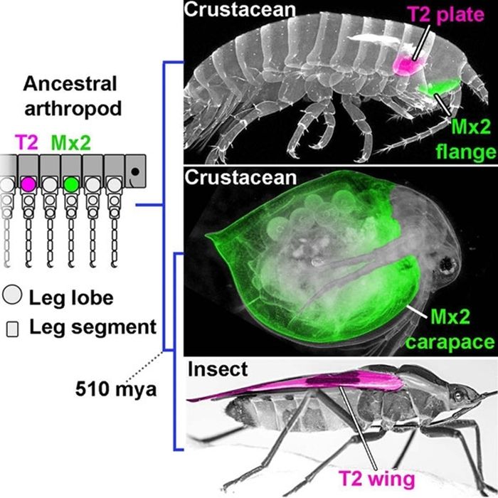 Ilustrasi tentang evolusi karapas krustasea. Arthropoda leluhur memiliki banyak lempeng di setiap kaki di setiap segmen tubuh, mirip dengan Parhyale krustasea hidup. Arthropoda kemudian menekan sebagian besar dari ini, tetapi lempeng apa pun dapat ditekan pada segmen tubuh mana pun untuk membentuk apa yang tampak sebagai struktur baru. Karapas Daphnia berevolusi dengan menekan dan mengelaborasi pelat kepala biru dan sayap serangga berevolusi dengan menekan dan mengelaborasi pelat toraks merah muda.