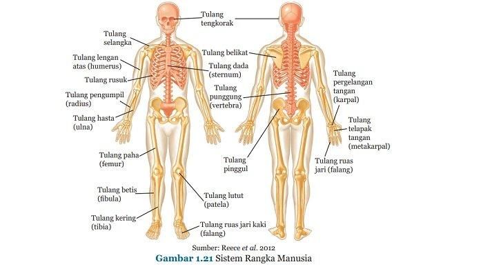 Sistem rangka manusia. 