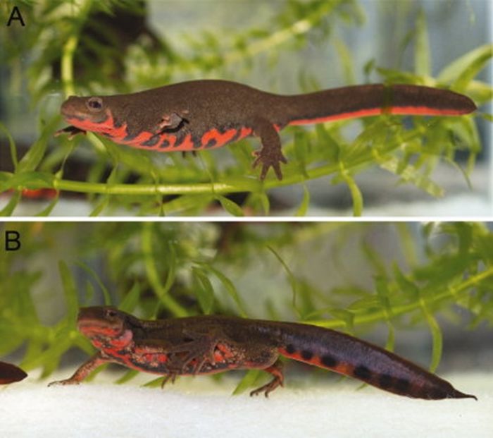Kadal perut api Cynops pyrrhogaster di musim kawin. A: Betina. B: Jantan. Jantan khas memiliki ekor ungu dengan bintik-bintik hitam.