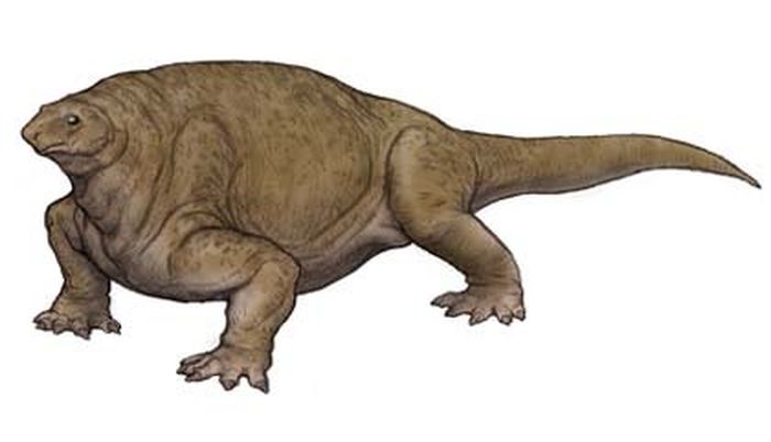 synapsida atau theropsida adalah kelompok hewan yang termasuk mamalia dan segala kerabat dekatnya selain amniota hidup lainnya.
