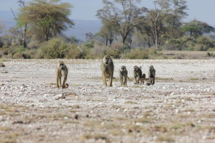 Para peneliti berfokus pada wilayah di sekitar cekungan Amboseli di Kenya selatan, di mana dua spesies babun telah bertemu dan bercampur tidak hanya sekali, tetapi beberapa kali sejak spesies tersebut menyimpang 1,4 juta tahun yang lalu.