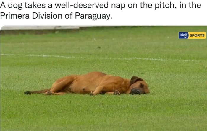 Seekor anjing menyusup ke tengah lapangan dalam laga Sol de America's versus Guarani.