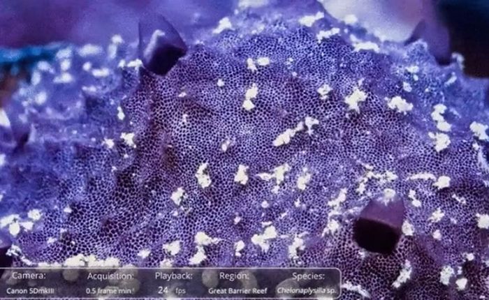 Tangkapan layar dari video rekaman selang waktu spons Indo-Pasifik Chelonaplysilla sp. Warna putih adalah partikel lendir pembuangan spons yang mengumpul.