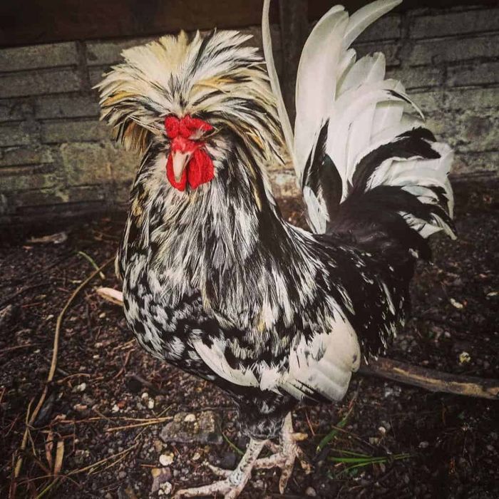 Kisah bagaimana ayam hutan ini menjadi salah satu makanan paling populer di Bumi memiliki asal-usul yang sulit.