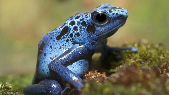 Katak panah beracun biru (Dendrobates azureus).