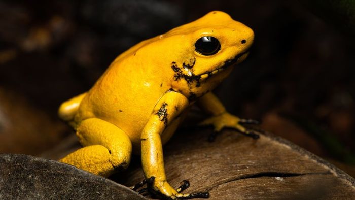Katak racun emas (Phyllobates terribilis).