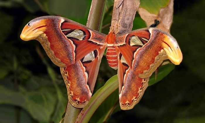 Attacus atlas, juga dikenal sebagai ngengat Atlas, atau Kupu-kupu gajah. Ia merupakan kupu-kupu nokturnal.