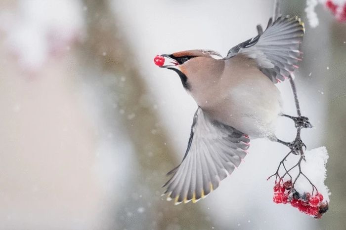 Pergi dengan berry. Waxwing berpesta dengan buah rowan yang difermentasi.