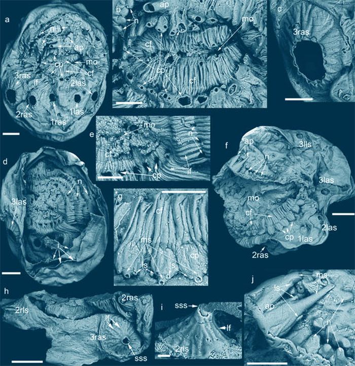 Mikrofosil Saccorhytus coronarius dalam skala.