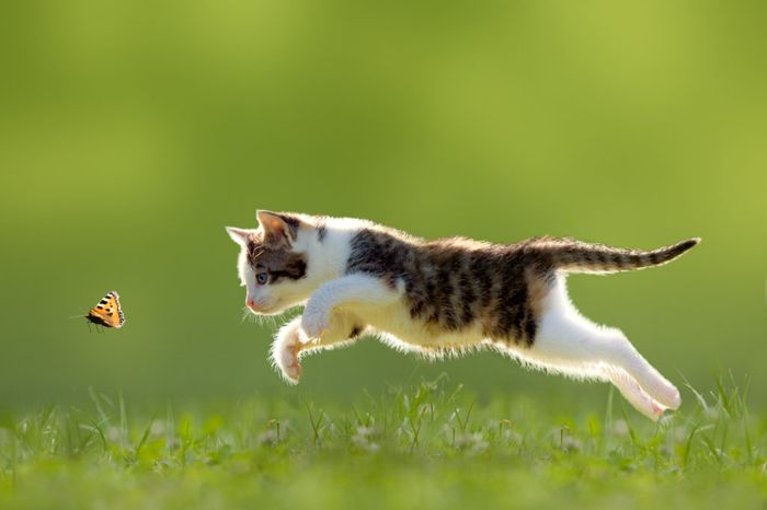 Kucing mengejar buruannya.