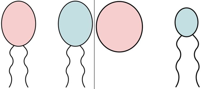 Gamet isogami betina (merah muda) dan jantan (biru) (panel kiri) secara morfologis mirip sedangkan gamet anisogami betina dan jantan (panel kanan) berbeda secara morfologis.