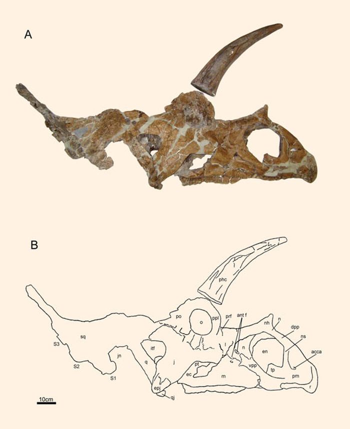 Tengkorak holotipe Bisticeratops froeseorum.