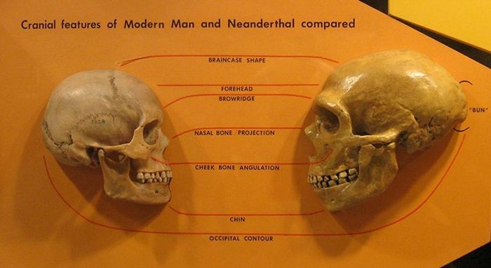 Perbandingan tengkorak manusia modern dan manusia Neanderthal. 