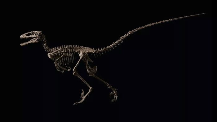 Spesimen Deinonychus yang dijual di pelelangan memiliki panjang sekitar 10 kaki (3 meter).