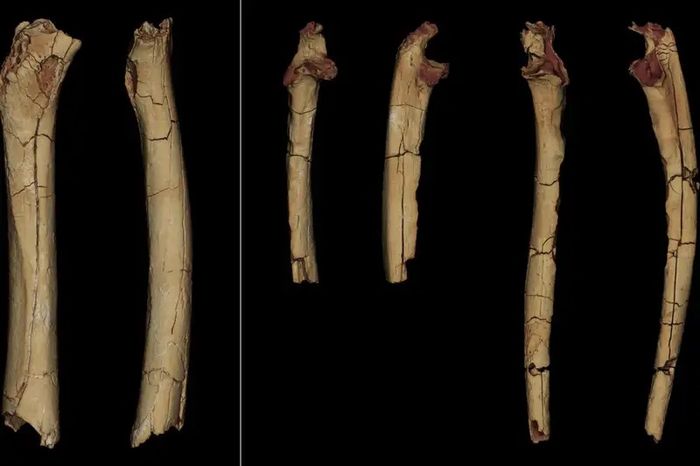 Fragmen fosil Sahelanthropus tchadensis.