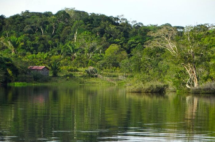 Bendungan PLTA telah menyebabkan kepunahan spesies yang meluas di seluruh pulau hutan Amazon.