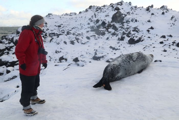 Sarah Kienle, peneliti utama dan Ahli Biologi Kelautan Baylor menyapa Violet salah satu dari 22 anjing laut macan tutul dalam penelitian ini.