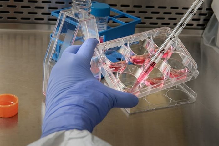 Hydroquinine sudah dikenal sebagai agen yang efektif melawan malaria pada manusia.