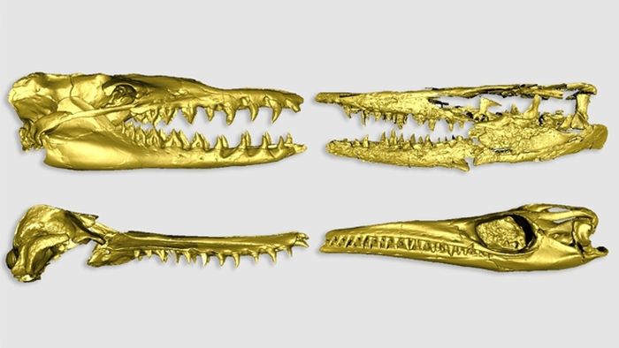 Pemindaian tengkorak tiga dimensi (3D) resolusi tinggi dari fosil Mosasaurus, reptil laut besar dari Kapur Akhir.