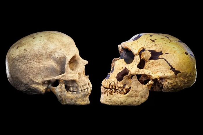 Para ilmuwan membandingkan otak manusia modern dengan kerabat terdekat kita, Neanderthal.