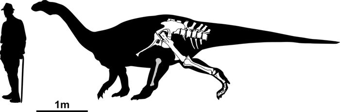 Perbandingan ukuran Tuebingosaurus maierfritzorum dengan manusia.