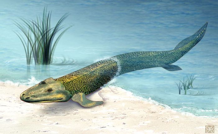 Hewan darat paling awal memiliki lebih sedikit tulang tengkorak daripada ikan