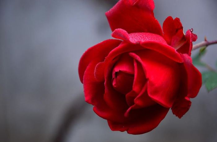 Ilustrasi. Inilah arti mimpi dihadiahi sekuntum mawar merah.