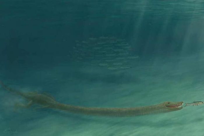 Sebuah Tanystropheus hydroides di bawah air dan siap untuk menangkap apa pun yang datang.