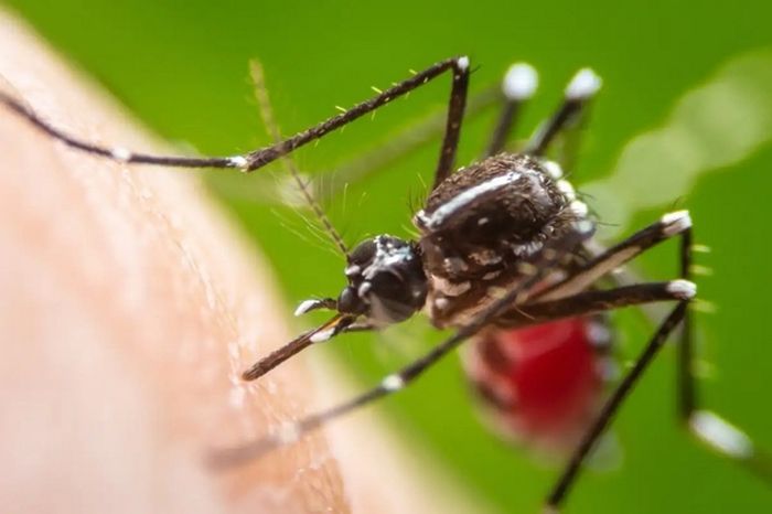 Nyamuk Aedes aegypti menularkan Zika dan demam berdarah.