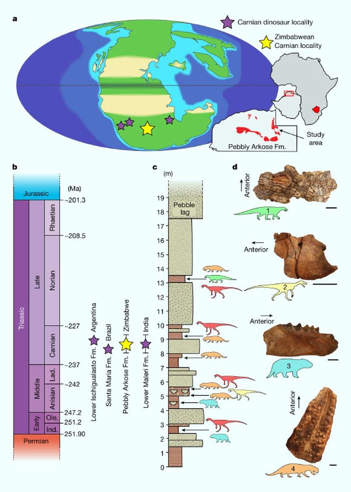 Distribusi dinosaurus di Zimbabwe berada di sabuk iklim paleolatitudinal yang sama dengan kumpulan dinosaurus Carnian lainnya dan memiliki komposisi taksonomi yang serupa.