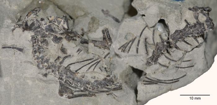 Kerangka parsial dari spesimen holotipe Opisthiamimus gregori.