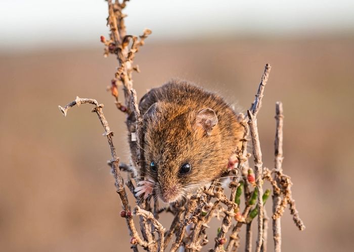 Tikus panen rawa asin yang terancam punah adalah endemik di San Francisco Bay Area dan mudah disalahartikan sebagai tikus panen barat yang melimpah.