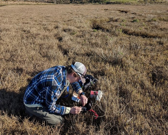 Cody Aylward seorang peneliti dunia hewan sedang memeriksa stasiun umpan selama kerja lapangan untuk mempelajari tikus pemanen rawa asin yang terancam punah, yang hanya ditemukan di Muara Teluk San Francisco.