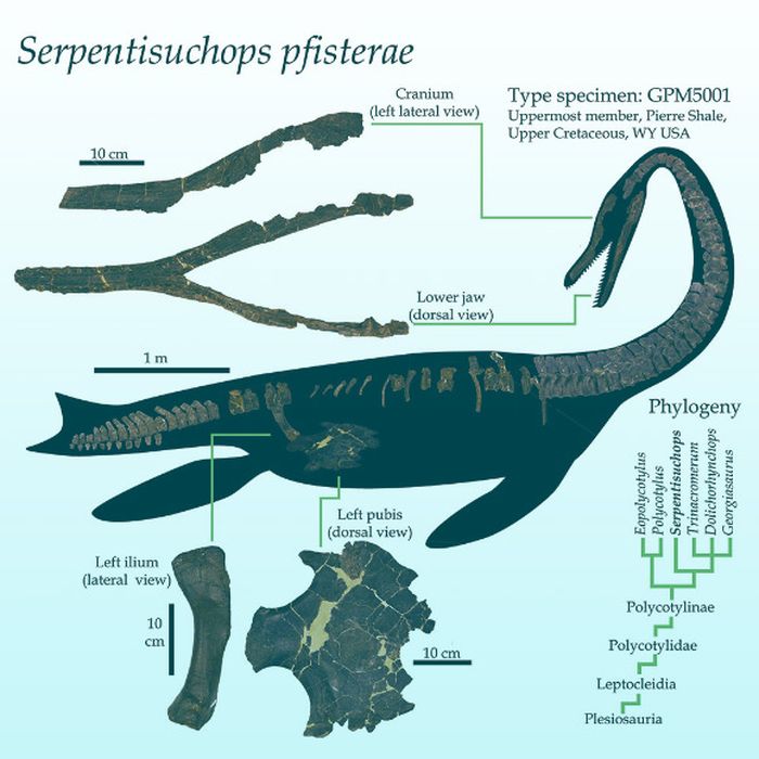 Serpentisuchops pfisterae.
