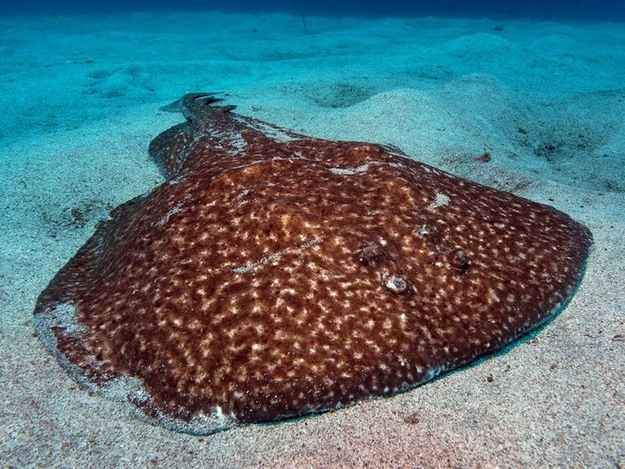 Ia dikenal sebagai tabib pertama yang menggunakan listrik untuk pengobatan. Listrik yang digunakan berasal dari hewan, biasanya ikan torpedo Mediterania atau pari marmer (Torpedo marmorata) atau torpedo Atlantik (Torpedo nobiliana).