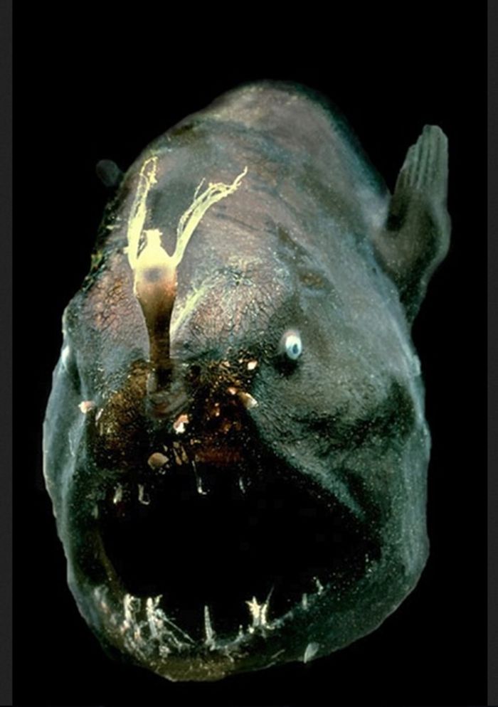 Tim Mid-Atlantic Ridge Ecosystems (MAR-ECO) telah menemukan ikan laut dalam pelagis, seperti anglerfish ini, berkumpul di sekitar pegunungan bawah laut untuk bertelur.