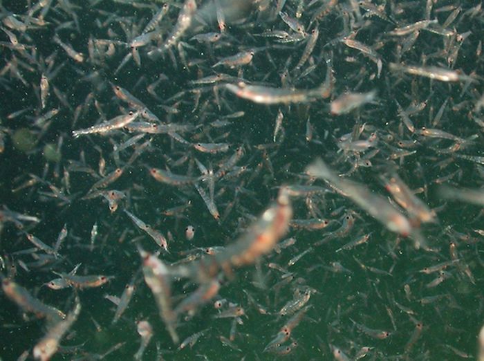 Krustasea kecil seperti udang yang disebut krill adalah bagian penting dari makanan paus biru. Upwelling musiman mendorong agregasi padat krill di Teluk Monterey, menarik paus yang mencari makan.