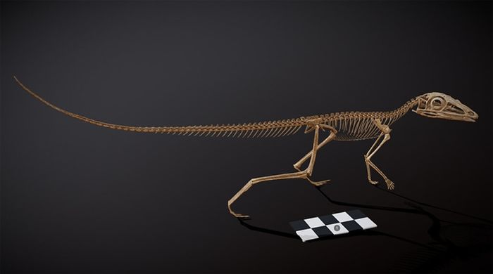 Rekonstruksi kerangka 3-D Scleromochlus taylori.