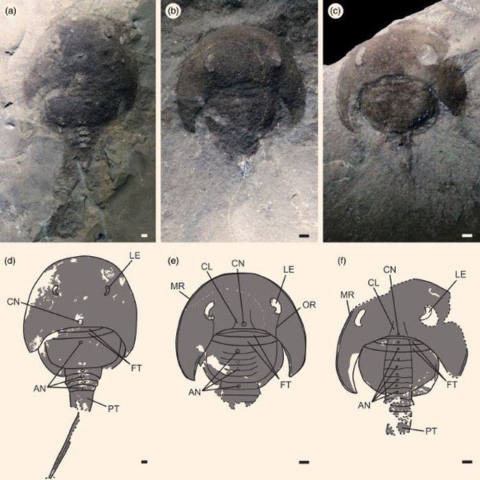 Spesimen Lunataspis borealis dan gambar interpretasi.